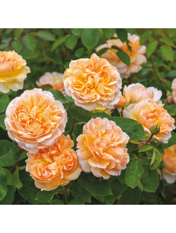 Зе Леди Гарденер (The Lady Gardener)