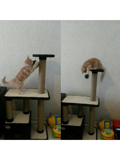 №145 Домик для кошки Мега  +