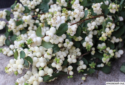 Снежноягодник Доренбоза Вайт Хедж - Doorenbosii White Hedge