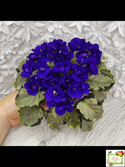 Harmony's Little Stinker-2 (Harmony) листовая химера