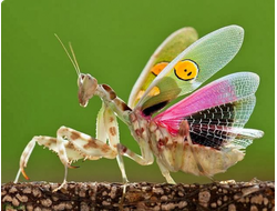 Украшенный цветочный богомол (Creobroter gemmatus)