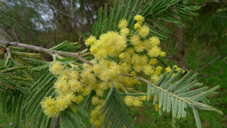 Мимоза (Acacia dealbata) абсолю 50% в ДПГ, Тунис, 5г