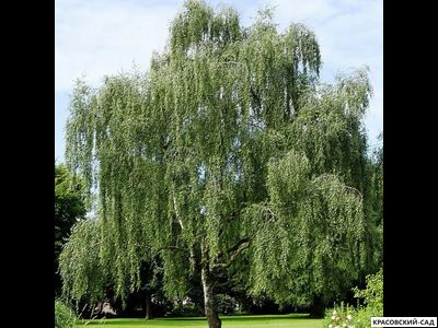 Береза бородавчатая - Betula pendula