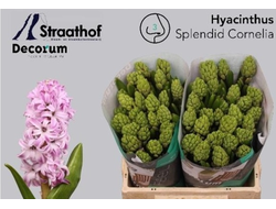 Hyacinthus splendid cornelia