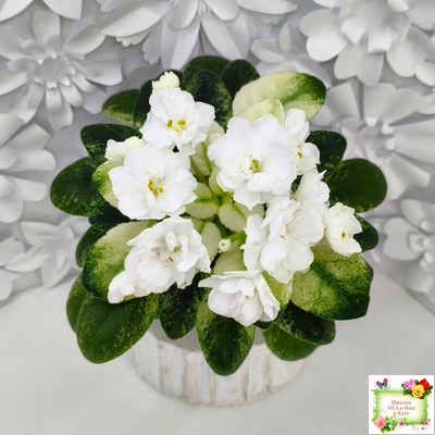 Scales White (Е. и Я. Немчиновы) 2025 г. (детка)