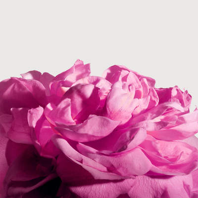 Matiere Premiere Radical Rose Extrait