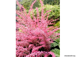 Барбарис Тунберга Pink Perfection - фото в ландшафте - красовский-сад.рф