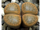 Lithops hookeri v.subfenestrata C175 (MG-1616.68)