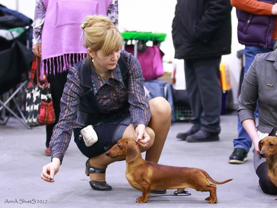 Такса гладкошерстная кроличья