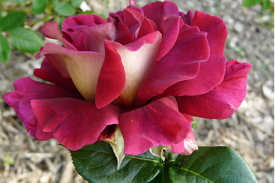 Роза Кроненбург (Kronenbourg) ОКС, Россия