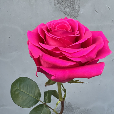 Роза Эквадор розовая