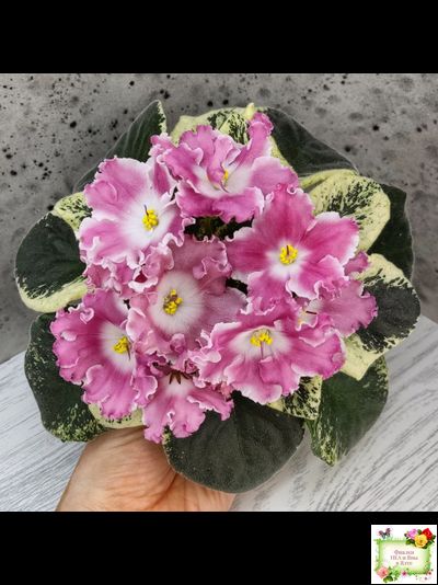 НД-Морковка (Н. Данилова-Суворова) 2021 г. (лист посажен 26.02.26)