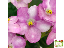 Heinz's Bubbles (H.Dornbusch) (лист посажен 30.01.26)