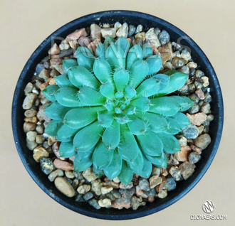 Echeveria Rundelli