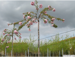 Вишня Кику-Шидаре - Kiku-Shidare