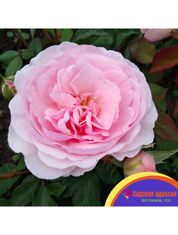 Оливия Роуз (Olivia Rose)