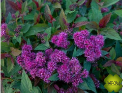 Спирея японская "МЕРЛО ГРИН" (РЕДКИЙ СОРТ С БОРДОВЫМИ ЛИСТЬЯМИ!)