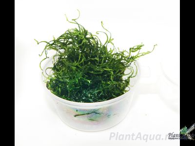 Мох пламя (Taxiphyllum sp. «Flame»)