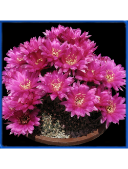 Lobivia tiegeliana v. pusilla WR 834