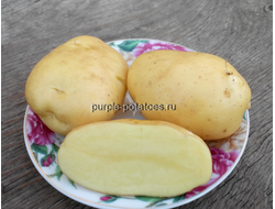 Сорт картофеля Нерпёнок