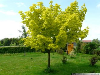 Принцетон Голд клён остролистный на штамбе(Acer platanoides &#039;Princeton Gold)