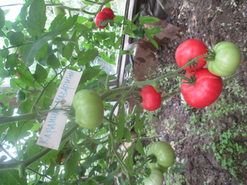 "Кардинал Мазарини"!  Просто  отличный  вкус плодов!  Один из лидеров нашего рейтинга.