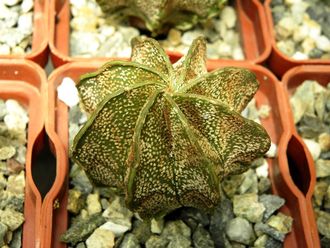 Astrophytum capricorne v. major (с бурыми хлопьями)1