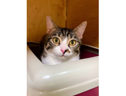 Барбариска