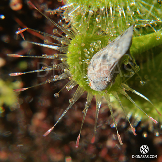 Drosera Burmannii