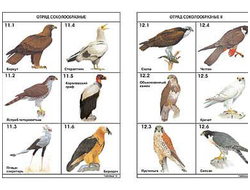 Комплект таблиц по зоологии раздат. "Разнообразие животных. Птицы." (цвет.,лам., А4, 16 шт.)