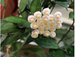 Hoya Lacunosa "Rebecca"