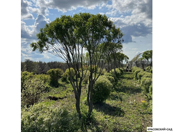 Топиар Ива ломкая в форме зонта