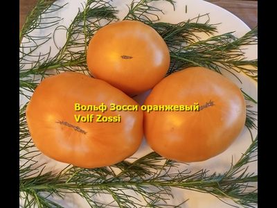 Томат Вольф Зосси оранжевый (Volf Zossi)