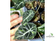 Аlocasia Black Velvet variegata / Алоказия Блек вельвет вариегатная