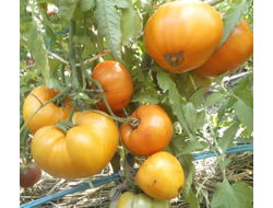 Томат Медовый спас