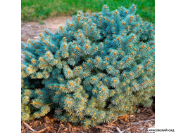 Ель колючая