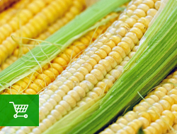 гибриды кукурузы