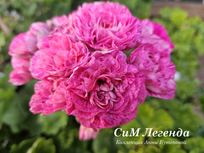 Пеларгония СиМ-Легенда