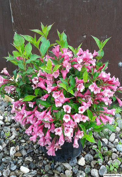 Вейгела цветущая Пинк Принцесс фото в ландшафте красовский-сад.рф