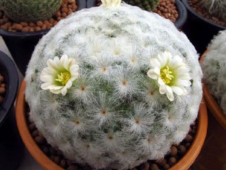 Mammillaria Plumosa