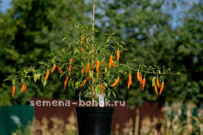 Перец острый Onza Amarillo, 10 шт