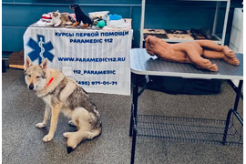 Первая помощь животным (собакам и кошкам)