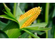 Зародыши кукурузы Organic