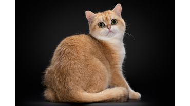 Британская кошка золотого окраса
