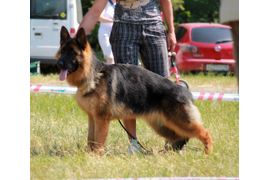 07.06.2014, выставка в Липецке, 1 место к классе щенки, "Лучший щенок", судья - Kozorez D. (Ukraine)