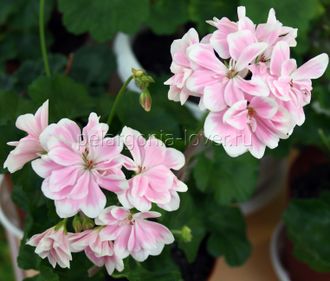 Saga - пеларгония миниатюрная зональная - описание сорта, фото - купить черенки в Перми и почтой