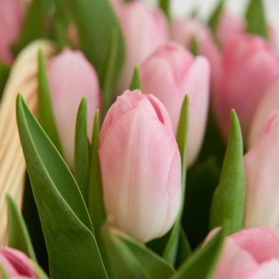 51 тюльпан в корзине