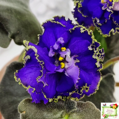 ЕК-Кудри Посейдона (Е.В. Коршунова) 2017 г. (лист посажен 01.11.25)