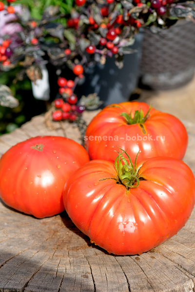 Томат Ивунтянский Великан, 10 шт