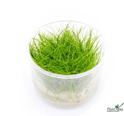 Элеохарис парвула (меристемный) АЗИЯ